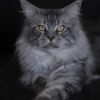 chatterie du MaineCoon Coeur logo - Similar company to Graying With Grace