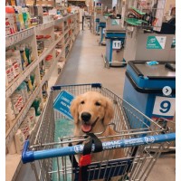 The Life of Koda Golden logo - Similar company to Security Store