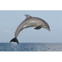 Dolphin Equipment Corporation logo - Similar company to Vent Rite Pump