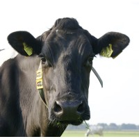 Valacon-Dairy V.O.F.