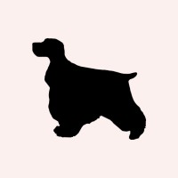 The Spaniel Studio