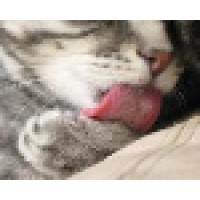 Tabby Cleaning Services - St Louis Maid Service