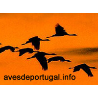 avesdeportugal.info logo - Similar company to Fundación Migres
