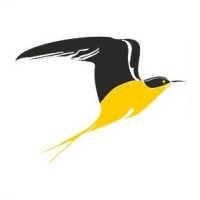 Dandy Tern logo - Similar company to Athluxe Ltd