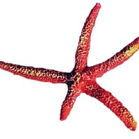 Starfish Energy - Renewable energy in Southeast Europe logo - Similar company to Adc Connection Solutions Gmbh