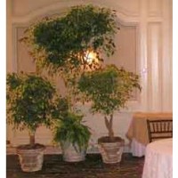 Green Effect Event Tree and Plant Rentals