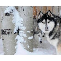 Sled Dog Consulting logo - Similar company to Solid State Marketing