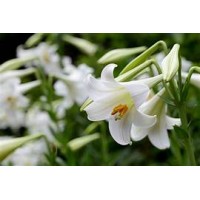 Innovators Institute Market Research logo - Similar company to Onecycle