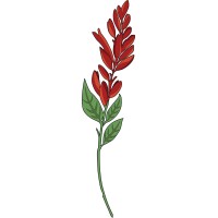 Red Sage Integrative Veterinary Partners logo - Similar company to Breck & Bailey
