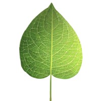 CarbonPosture logo