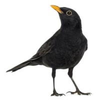 Blackbird Consulting