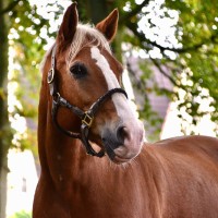 Paardencoaching 't Hoefijzer logo - Similar company to Upcyclecentrum Almere