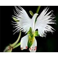 Bhagya Translators and Writers4languages logo - Similar company to 3 Act Studios Pvt. Ltd.