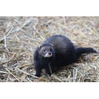 Elevage Furet des Kodamas logo - Similar company to Thion Equip Élevage