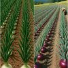 Digital flash Agro Innovations Limited logo - Similar company to E.Solution