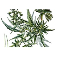 Pharmgate Trade logo - Similar company to Wecann Logistics Inc.