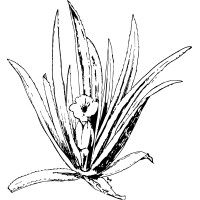 PKN (Plantensociologische Kring Nederland) logo - Similar company to Stichting Science4Nature