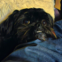 Crazy Black Dog Properties, Llc