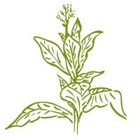 Bundesverband Deutscher Tabakpflanzer / Vereinigung der Tabak-Erzeugergemeinschaften e.V. logo - Similar company to Tabak Pty Ltd