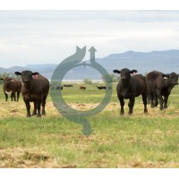 Carbon Cycle Institute logo - Similar company to Carbon Cycle