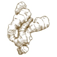 Ginger Supplier logo - Similar company to B.H.C. Diamonds (Thai) Co., Ltd.