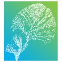 Research Tree Social Media Listening, Research, Strategy and Insights Consulting logo - Similar company to Data Tribe