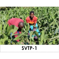 Shire Valley Transformation Programme-1 (SVTP-1) logo - Similar company to Association Of Environmental Professionals