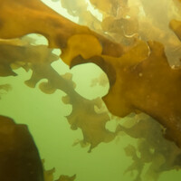 Seaweed City logo - Similar company to Reti Center