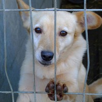 Schronisko dla bezdomnych zwierząt w Busku-Zdroju logo - Similar company to Lab Rescue - Adopcje Zwierząt Laboratoryjnych