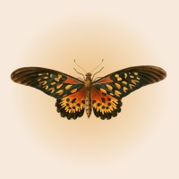 The Sol Foundation logo - Similar company to The Sol Foundation
