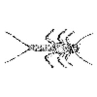 Isoperla Ltd