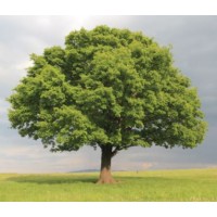 Oak Technologies logo - Similar company to Surge Software Solutions Pvt Ltd