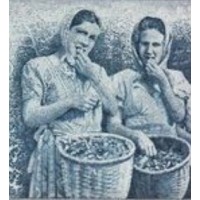 Hazelnut Market logo - Similar company to Altunel Nut Hazelnut