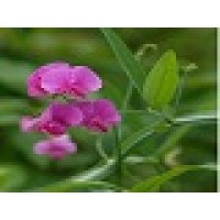 Sweet P Reiki, Wellness & Essentials logo - Similar company to Networking Nutritionists