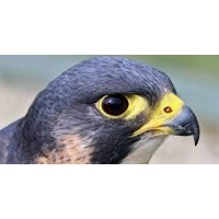 Falcon Agency logo - Similar company to Markets N Research