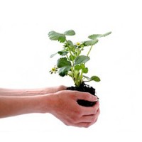 Greenheart Organics logo - Similar company to Dovember