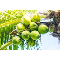 Pollachi Coconuts logo - Similar company to Pollachi Fest