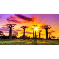 baobab logo - Similar company to Arewa Baobab Superfoods