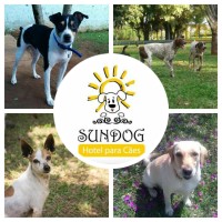 Sundog Hotel para Cães logo - Similar company to San Raphael Hotel