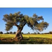 Olivar Hondo logo - Similar company to Forestain