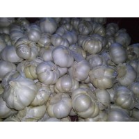 divine global exporters/largest onion producing country in the world/ garlic exporting countries logo - Similar company to Impex Dynamic Supplies