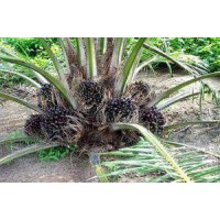 SODRCI INTERNATIONALE logo - Similar company to Exactgreen