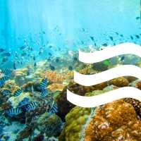 Meridian Adventure Dive Resort logo - Similar company to Pt. Ocean Explorers (Papua Explorers Dive Resort)