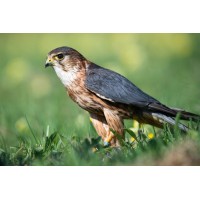 Adorack logo - Similar company to Adwire Media