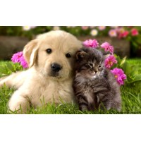 Pets care logo - Similar company to Vets And Care