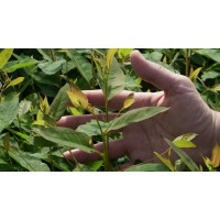 FANAPEL S.A. logo - Similar company to Sim Ingeniería