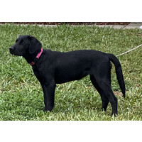 A Lumber Co logo - Similar company to Trans Marine Shipping