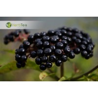 Phytopharm-trade LLC logo - Similar company to Nsv Group