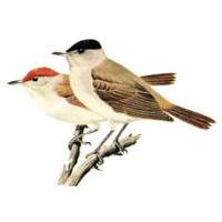 Black Cap Short Term Rentals logo - Similar company to Wake Up Short Term Rentals