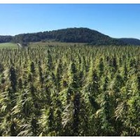 The Hemp Consortium logo - Similar company to Hemp Robotics